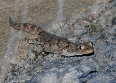 Mediodactylus