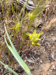 Orthocarpus barbatus