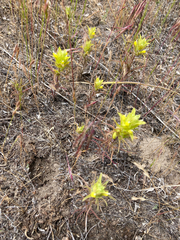 Orthocarpus barbatus