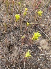 Orthocarpus barbatus