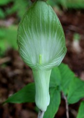 Arisaema pseudoangustatum