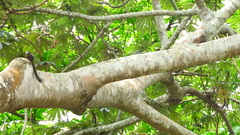 Heliosciurus rufobrachium