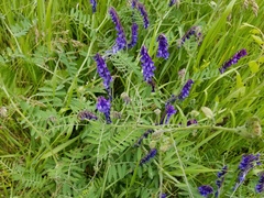 Vicia villosa