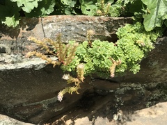 Sedum glaucophyllum