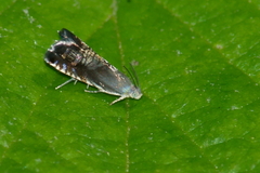 Grapholita angleseana