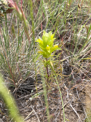 Orthocarpus barbatus