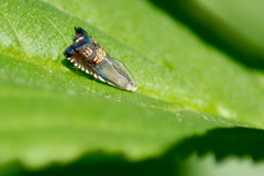 Grapholita angleseana