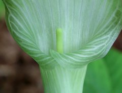 Arisaema pseudoangustatum