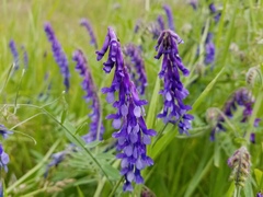 Vicia villosa