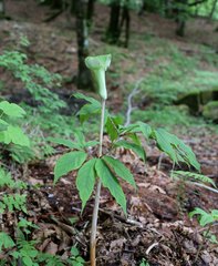 Arisaema pseudoangustatum