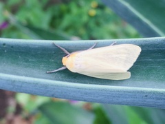 Pareuchaetes insulata