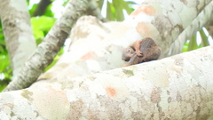 Heliosciurus rufobrachium