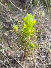 Orthocarpus barbatus