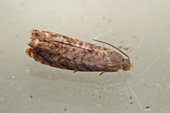 Grapholita janthinana