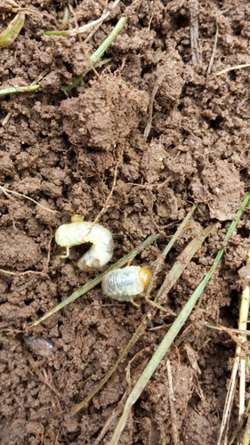 photo of Scarabs, Stag Beetles And Allies (Scarabaeoidea)