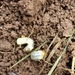 photo of Scarabs, Stag Beetles And Allies (Scarabaeoidea)