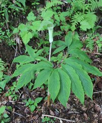 Arisaema pseudoangustatum