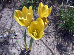 Zephyranthes gilliesiana