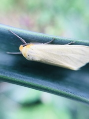 Pareuchaetes insulata