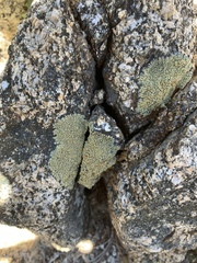 Dimelaena