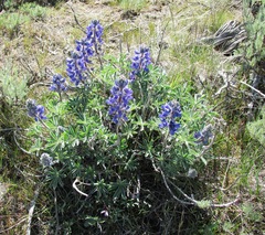Lupinus lepidus
