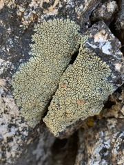 Dimelaena