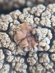 Dimelaena