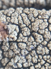 Dimelaena