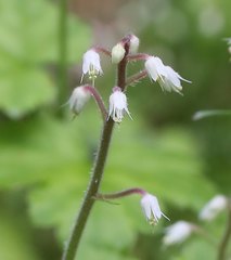 Tiarella polyphylla