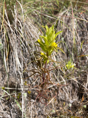 Orthocarpus barbatus