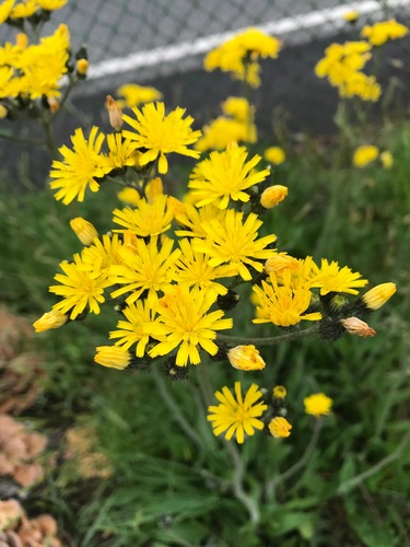 photo of Meadow Hawkweed (Pilosella caespitosa)