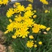 photo of Meadow Hawkweed (Pilosella caespitosa)