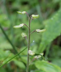 Tiarella polyphylla