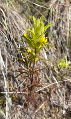 Orthocarpus barbatus