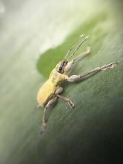 Naupactus femoratus