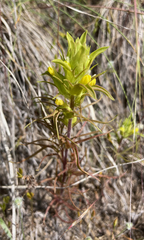 Orthocarpus barbatus