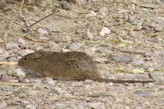 Sigmodon arizonae