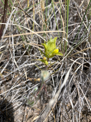 Orthocarpus barbatus