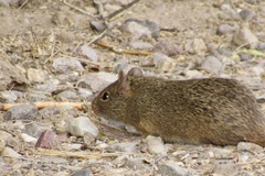 Sigmodon arizonae
