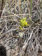 Orthocarpus barbatus