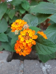 Lantana