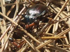 Carabus goryi