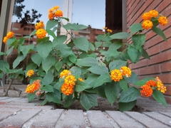 Lantana