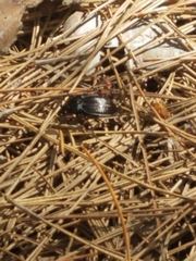 Carabus goryi