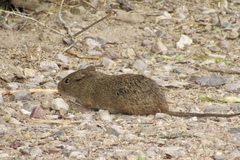 Sigmodon arizonae