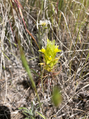 Orthocarpus barbatus