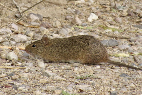 Arizona Cotton Rat