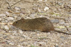 Sigmodon arizonae