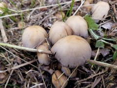 Coprinellus micaceus