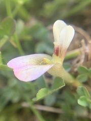 Trifolium monanthum